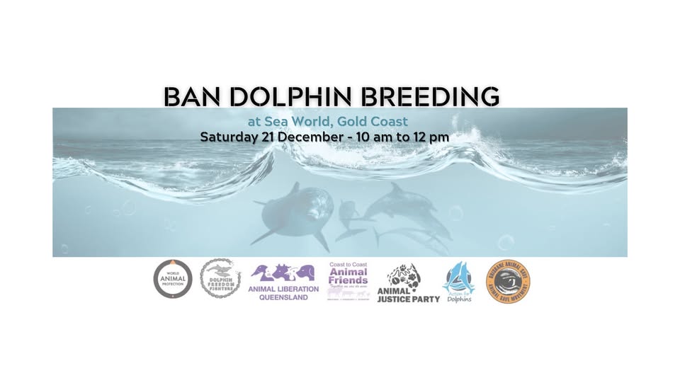 Dolphin Freedom Fighters