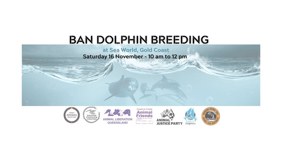 Dolphin Freedom Fighters