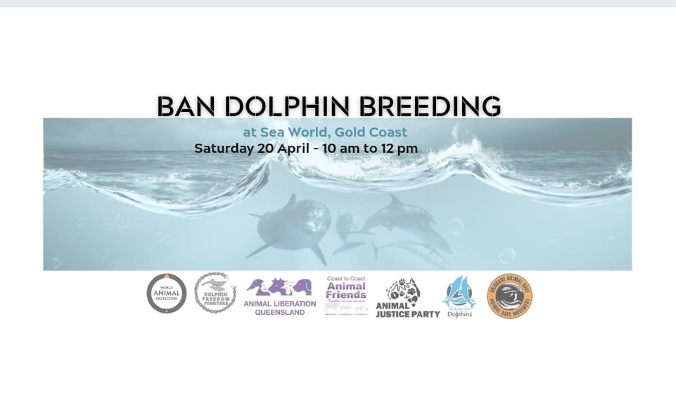 Dolphin Freedom Fighters