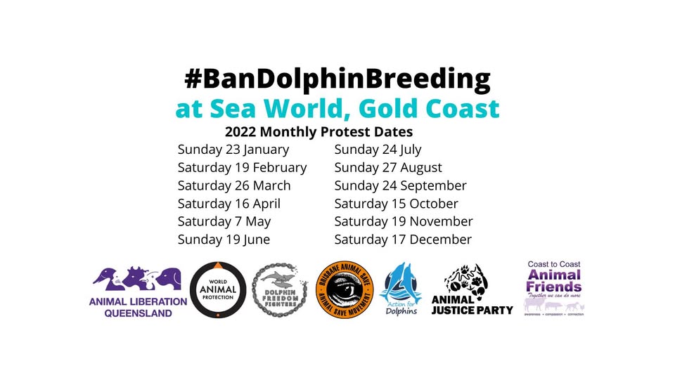 Dolphin Freedom Fighters