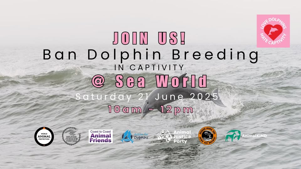 Dolphin Freedom Fighters