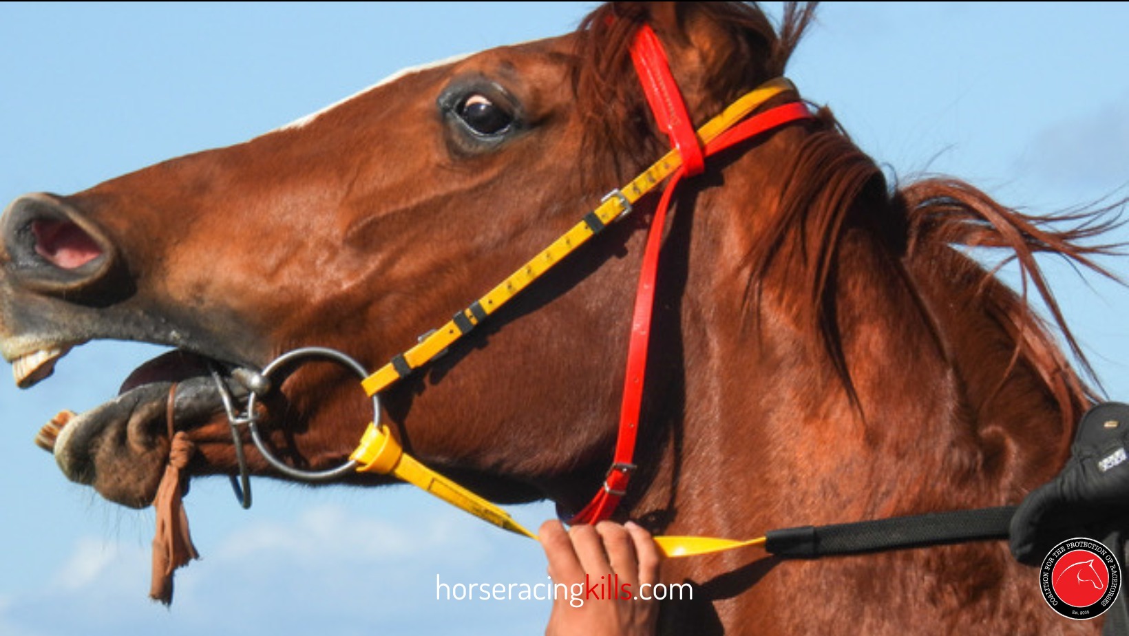 Coalition for the Protection of Racehorses