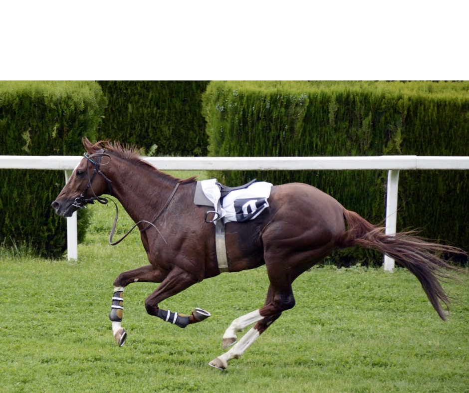 Coalition for the Protection of Racehorses