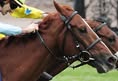 Coalition for the Protection of Racehorses