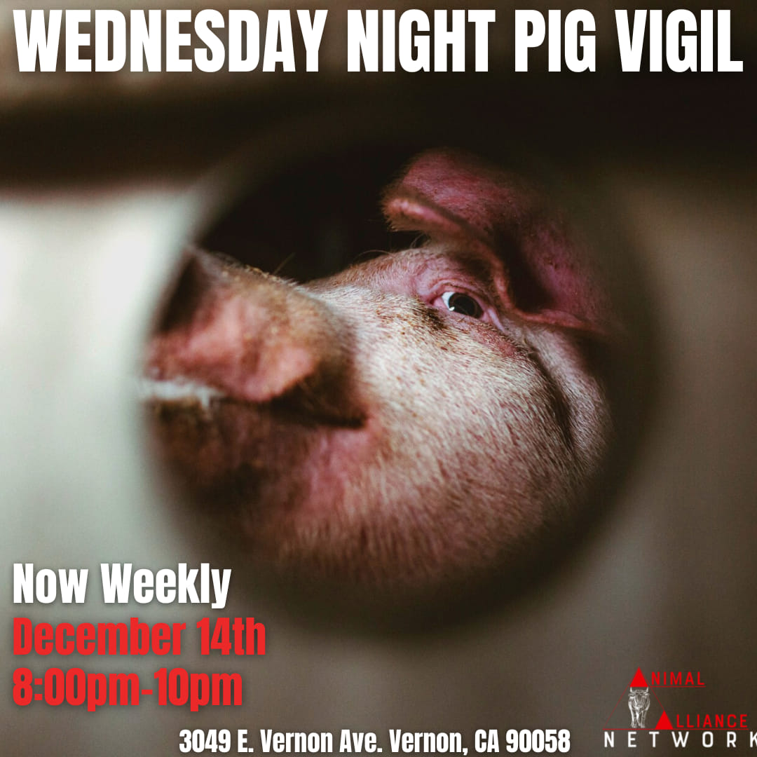 Animal Save Movement