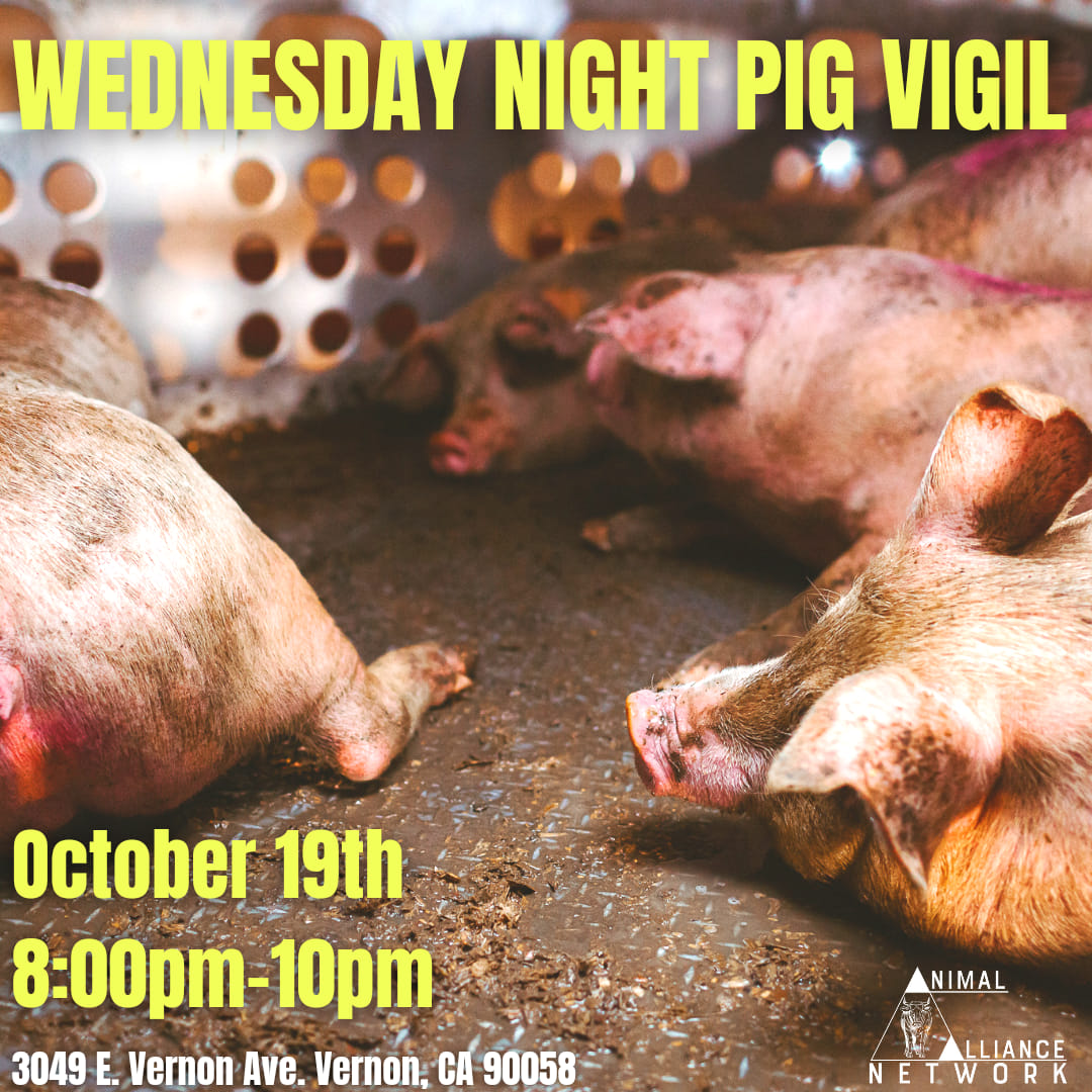 Animal Save Movement