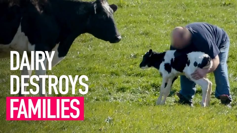 Vegan Action for Animals