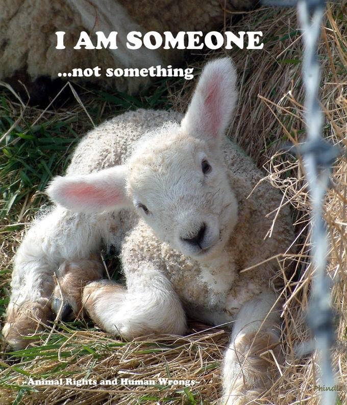 Vegan Action for Animals