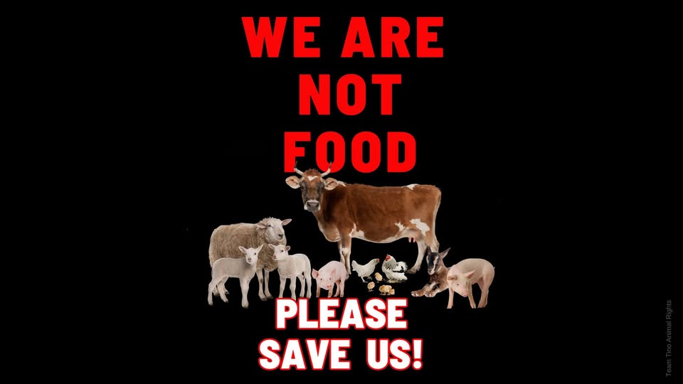 Team Tino Animal Rights - TTAR