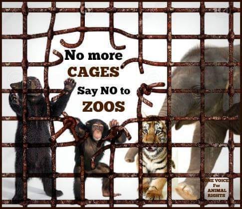 Team Tino Animal Rights - TTAR