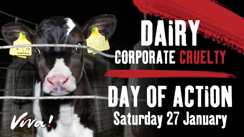 Cardiff Vegan Action