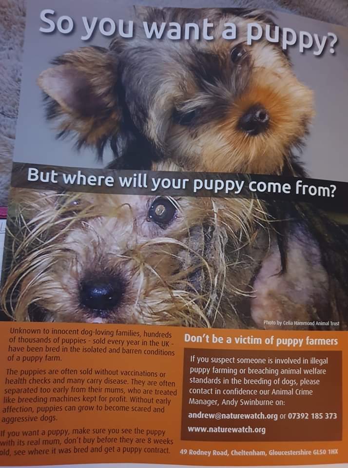 Cardiff Vegan Action