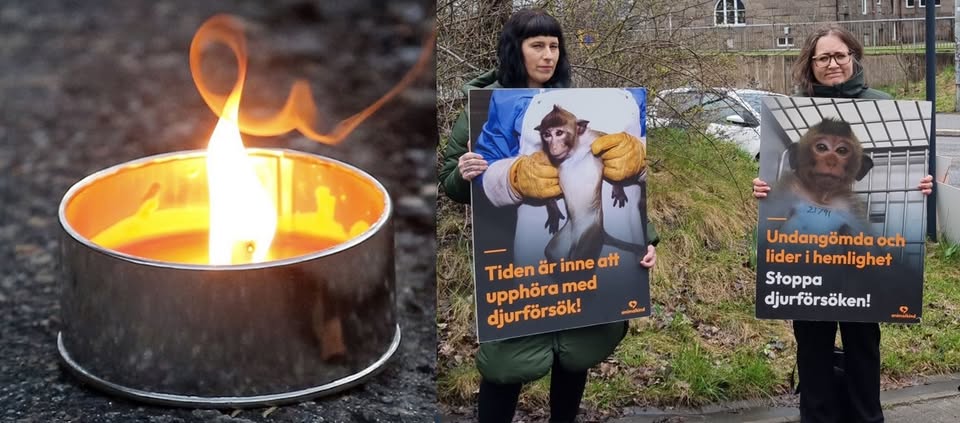 Animalkind Sverige