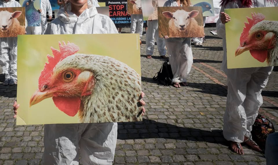 LSCV-Ligue suisse contre l'expérimentation animale