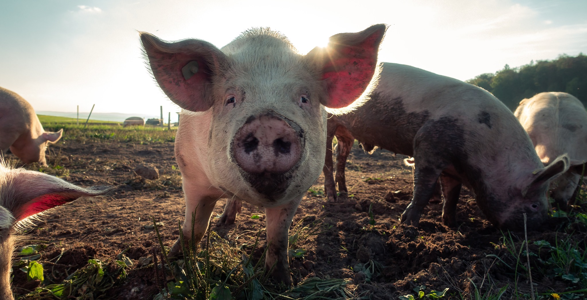 LSCV-Ligue suisse contre l'expérimentation animale