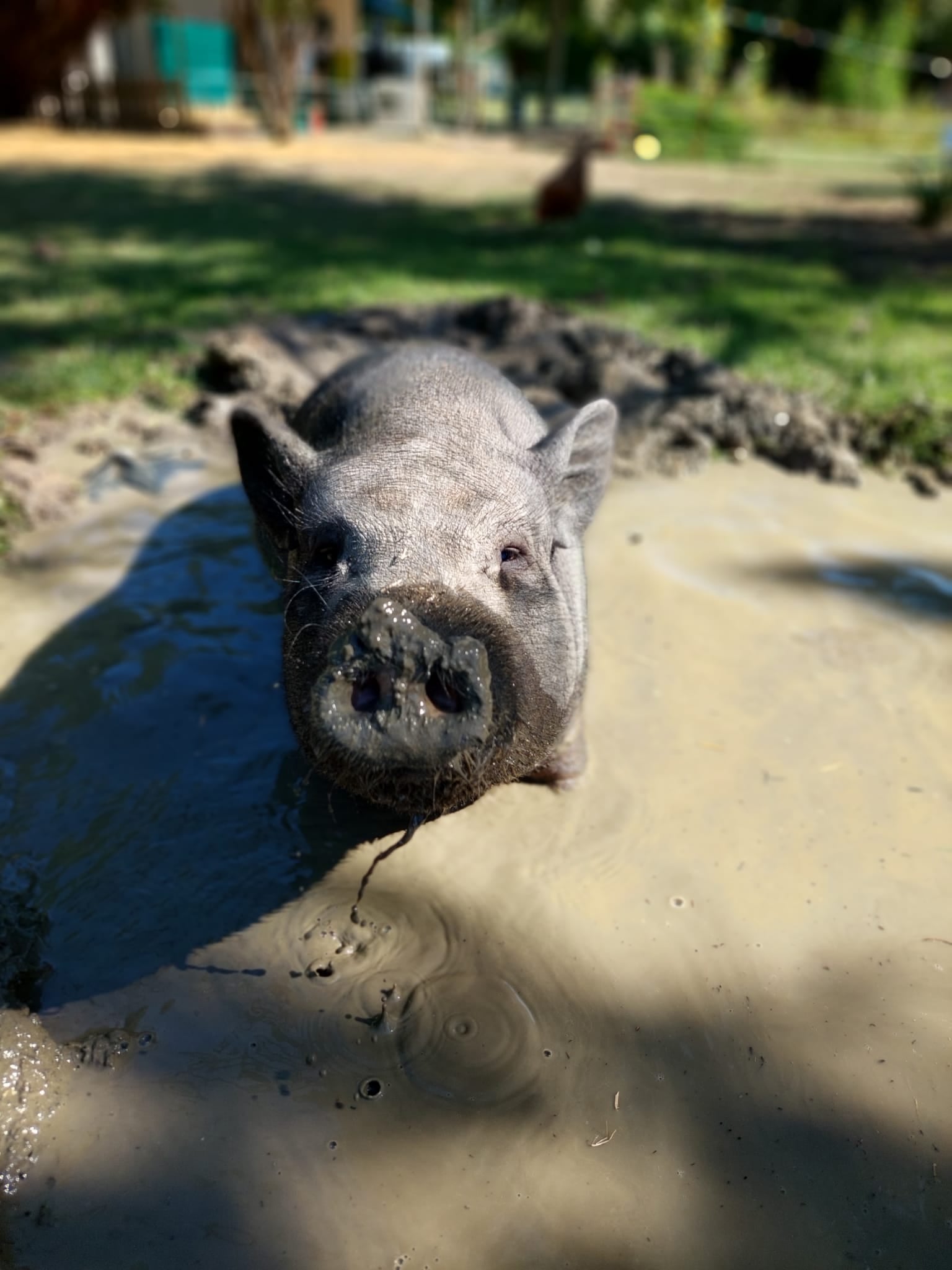 LSCV-Ligue suisse contre l'expérimentation animale