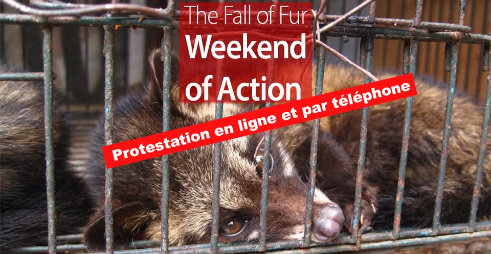 LSCV-Ligue suisse contre l'expérimentation animale
