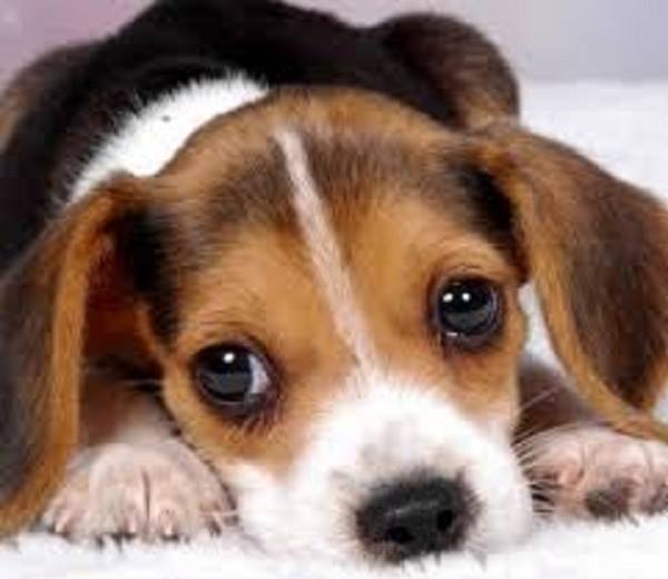 ADAV Society/STOP UBC Animal Research