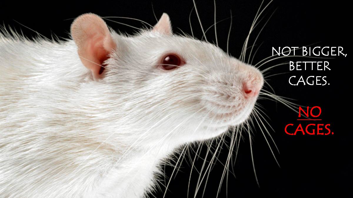 ADAV Society/STOP UBC Animal Research