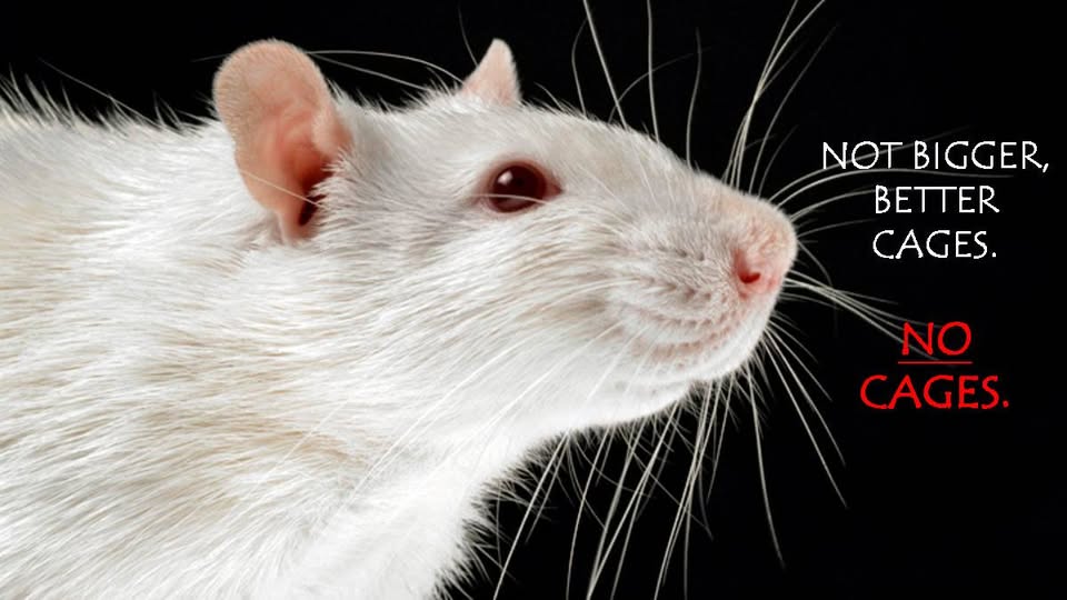 ADAV Society/STOP UBC Animal Research