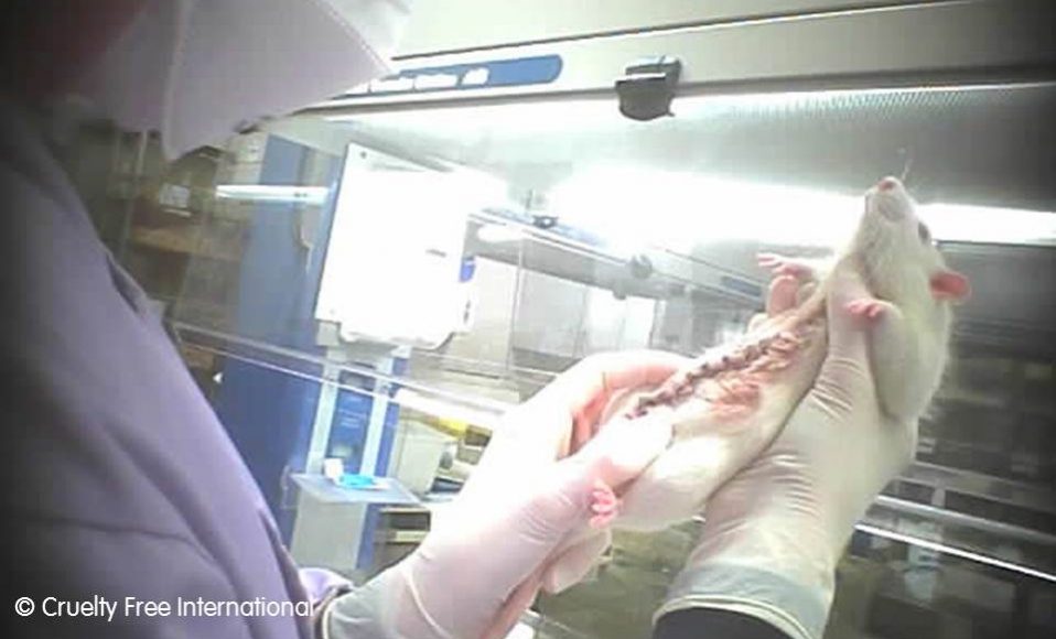 ADAV Society/STOP UBC Animal Research