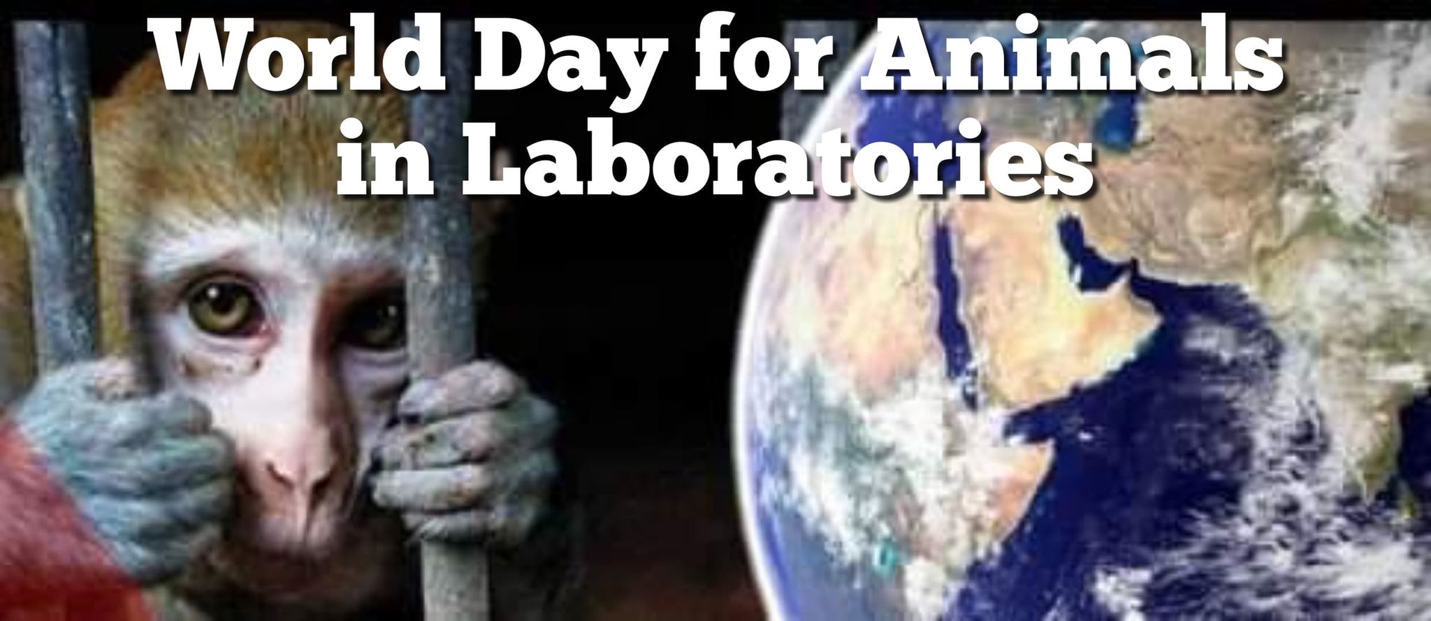 The Anti-Vivisection Alliance - TAVA