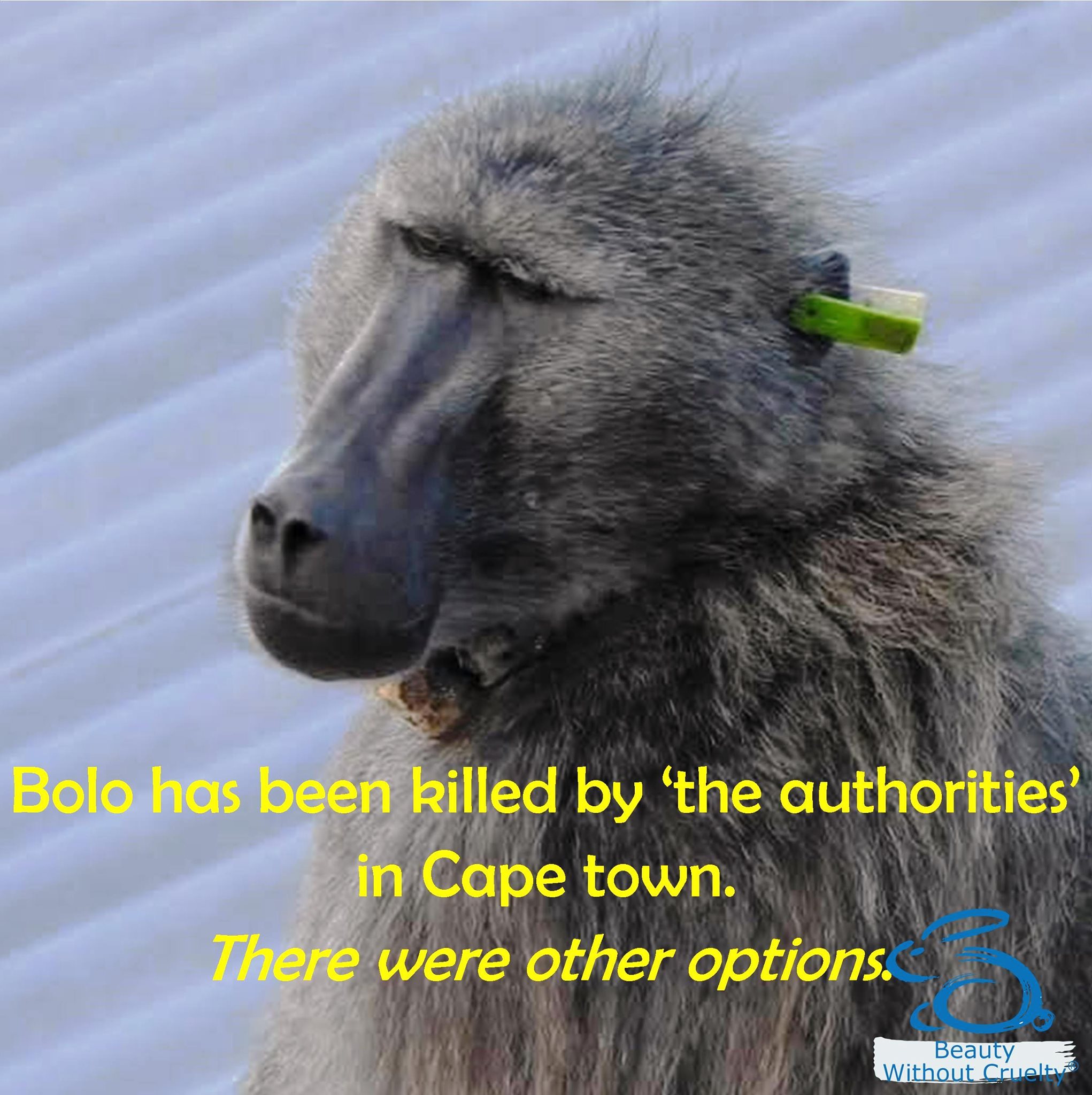 Beauty Without Cruelty (South Africa)