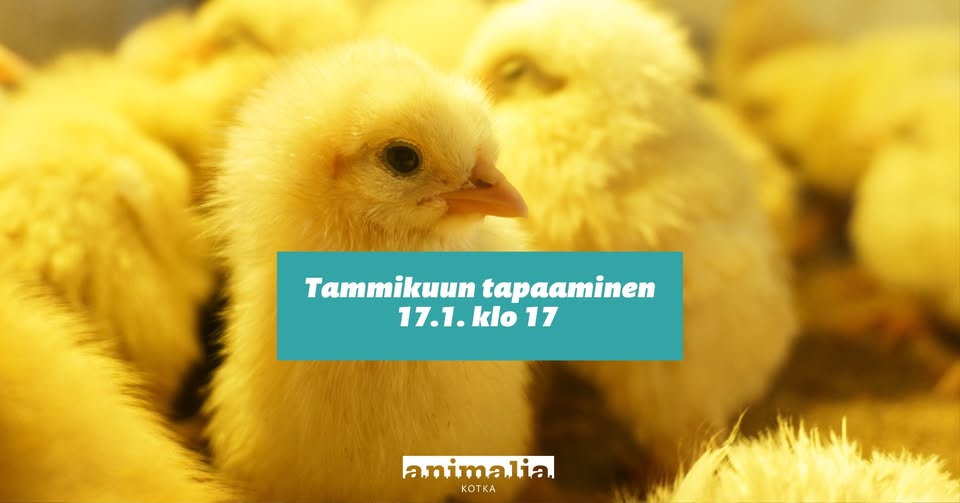 Animalia