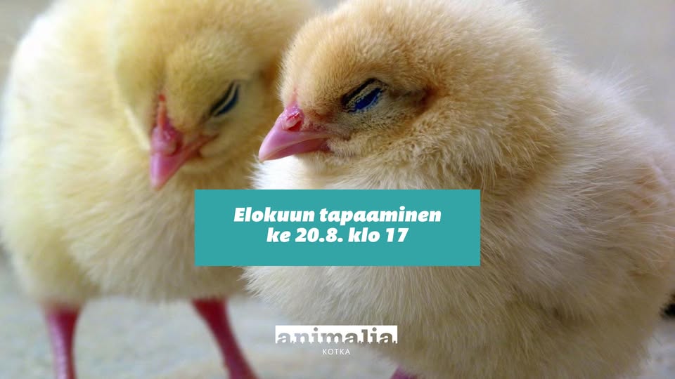 Animalia