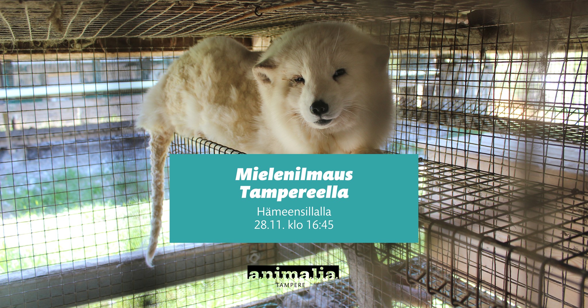 Animalia