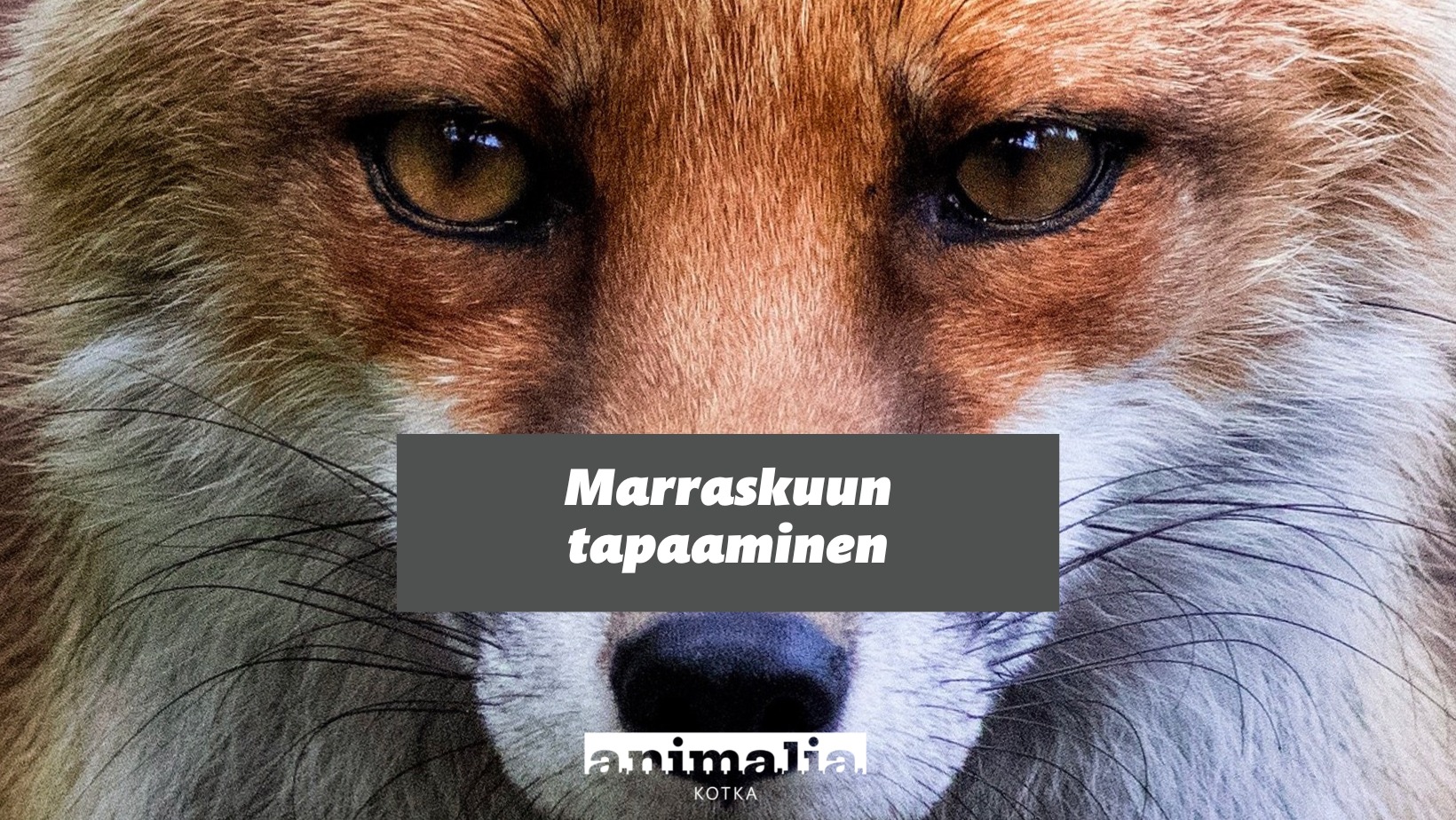 Animalia