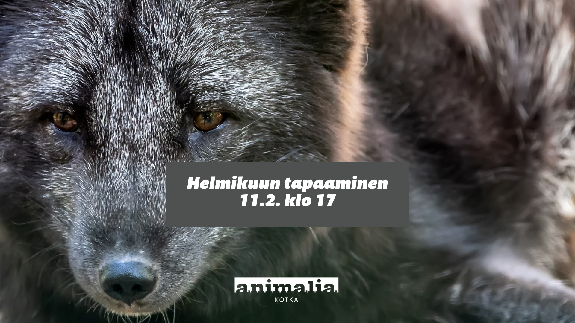 Animalia