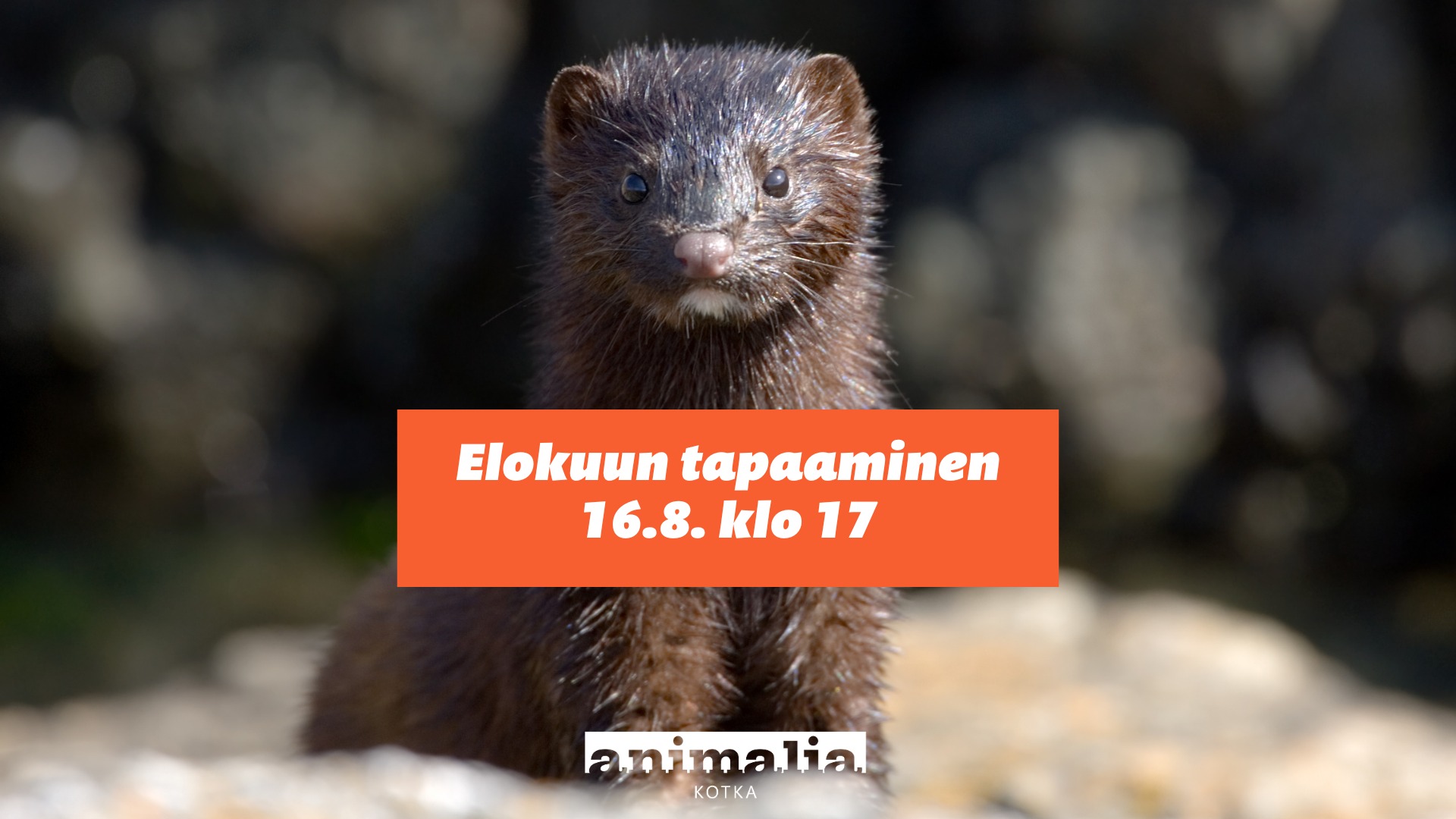 Animalia