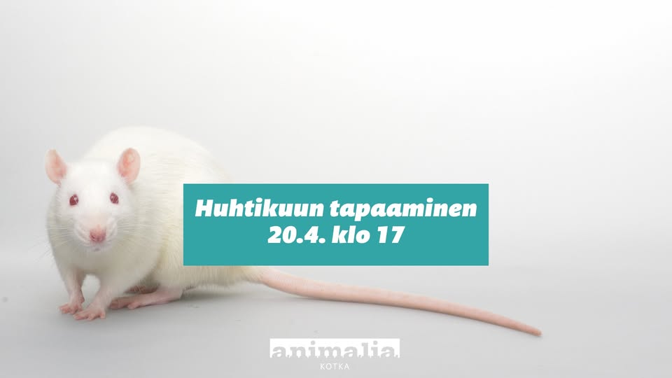 Animalia