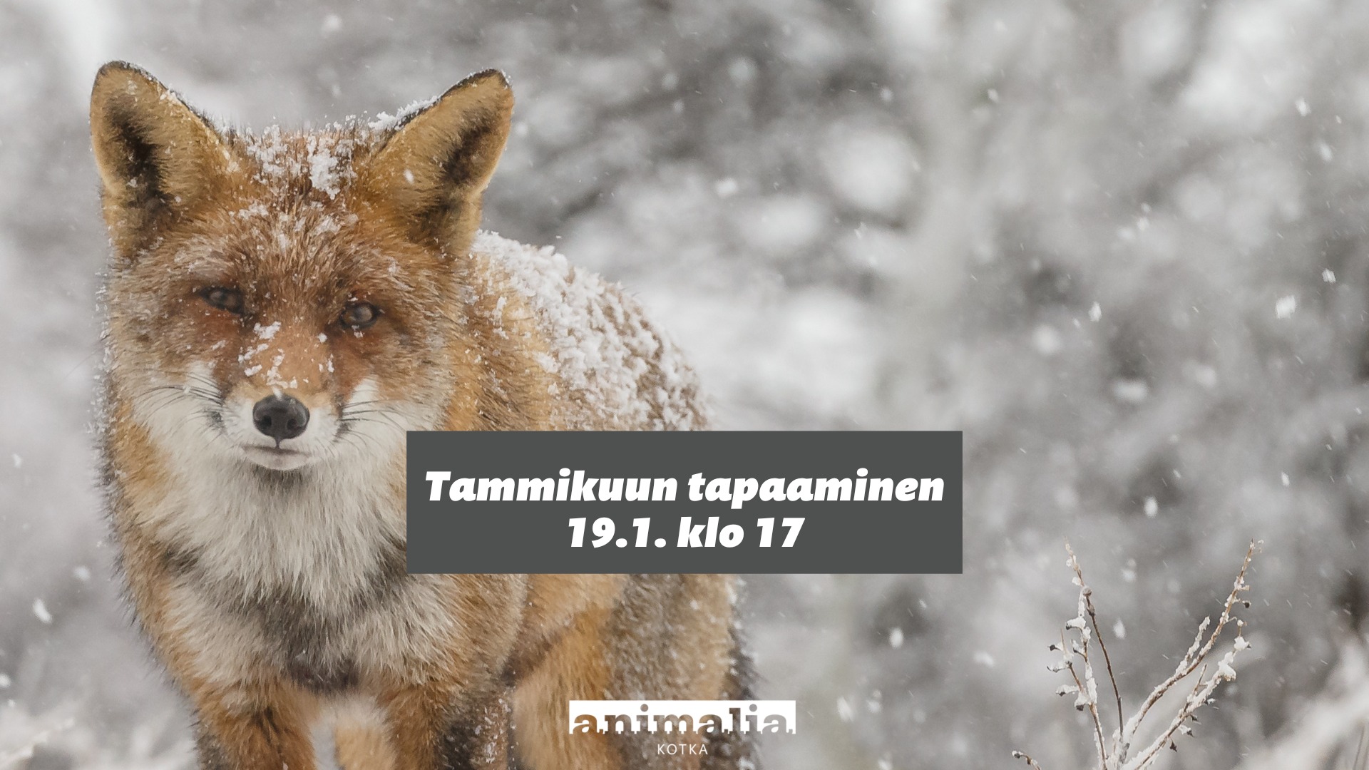 Animalia