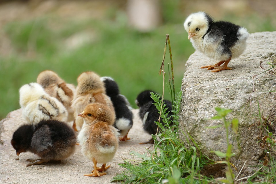 Animalia