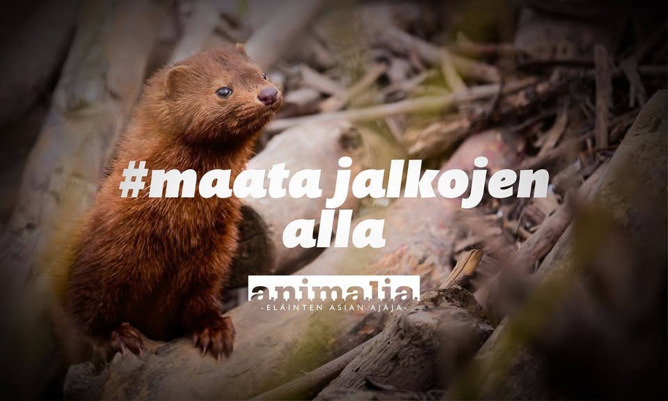 Animalia