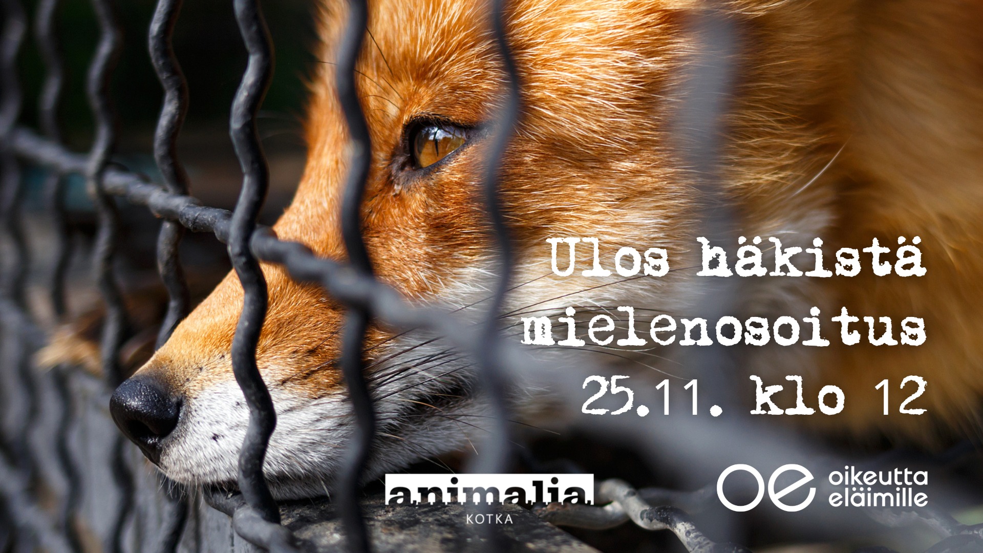 Animalia