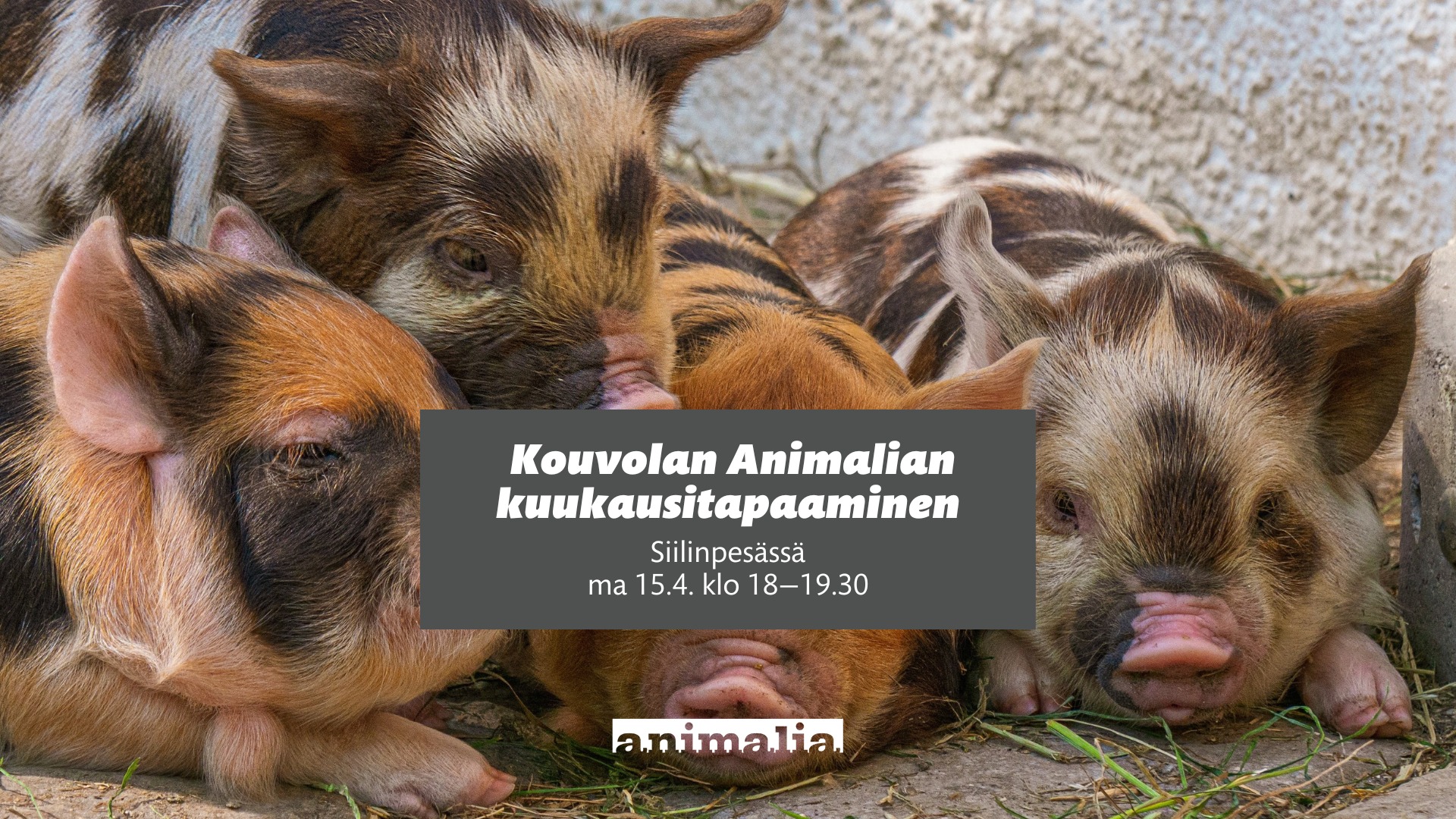 Animalia
