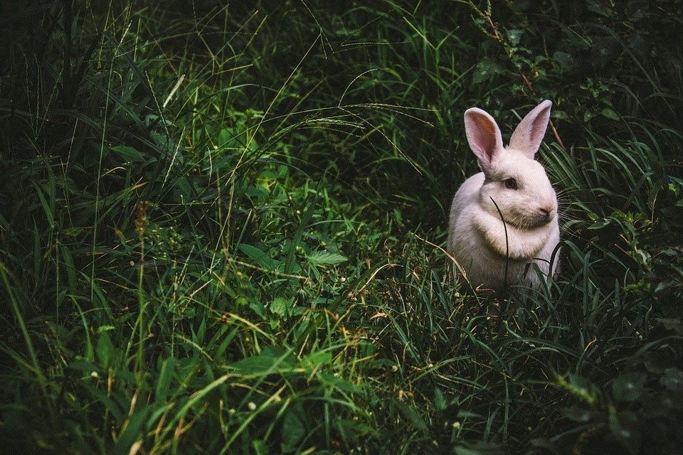 Animalia