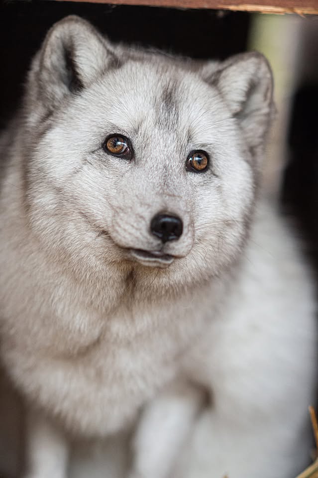 Animalia