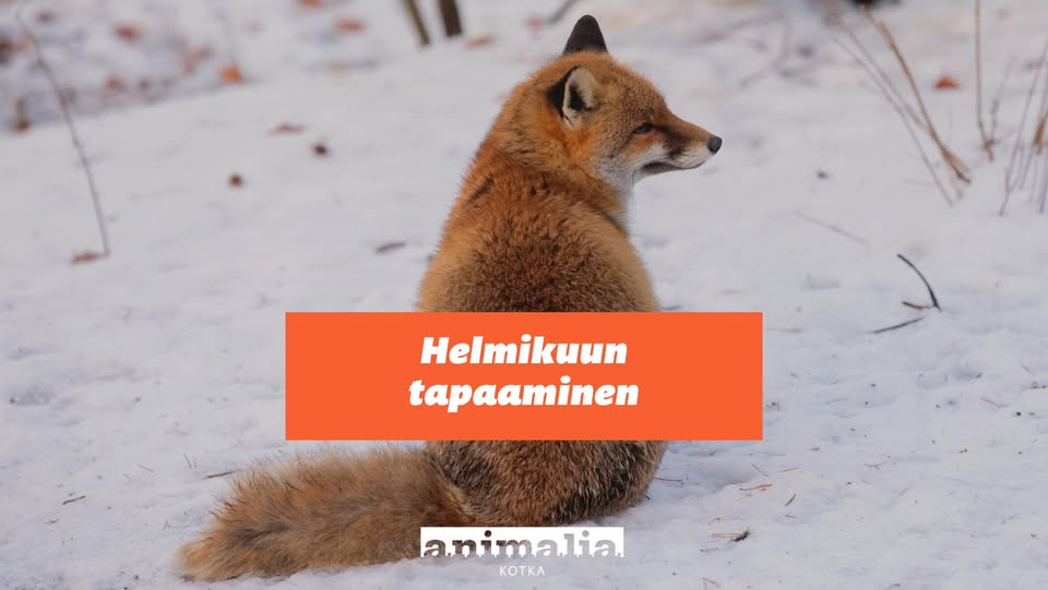 Animalia