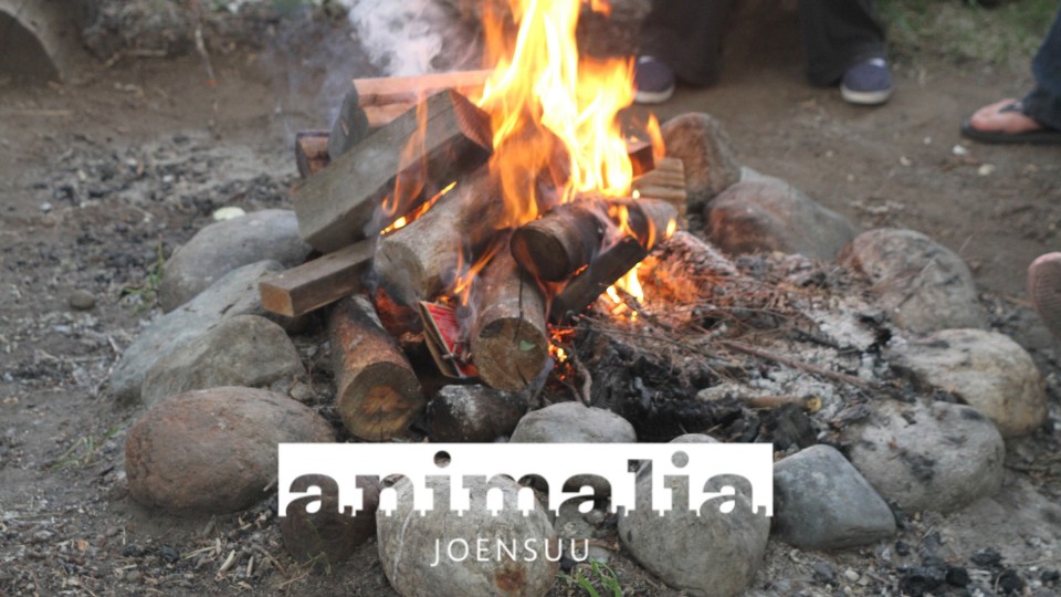 Animalia