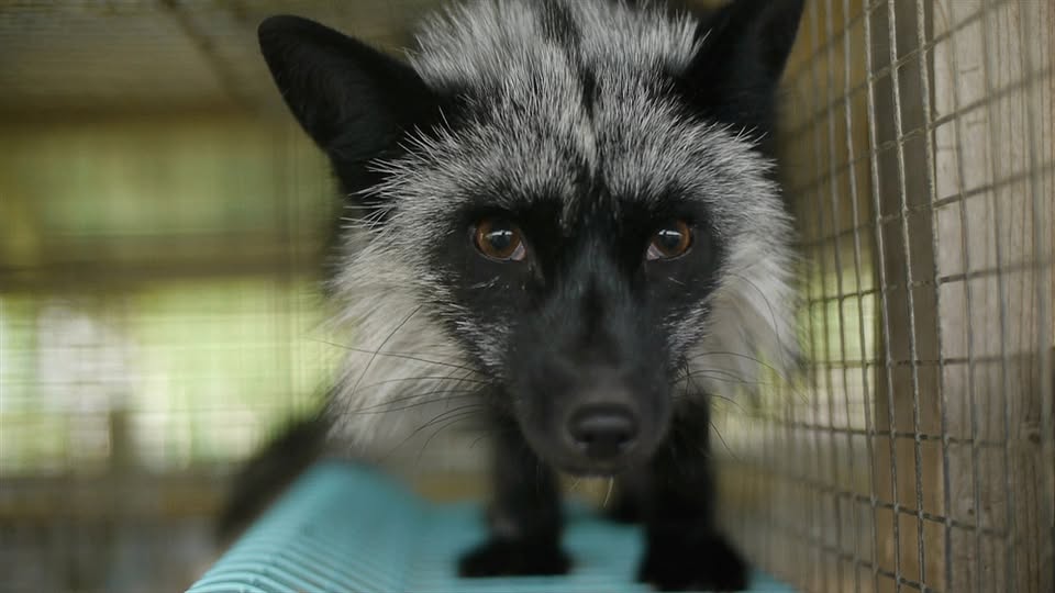 Animalia