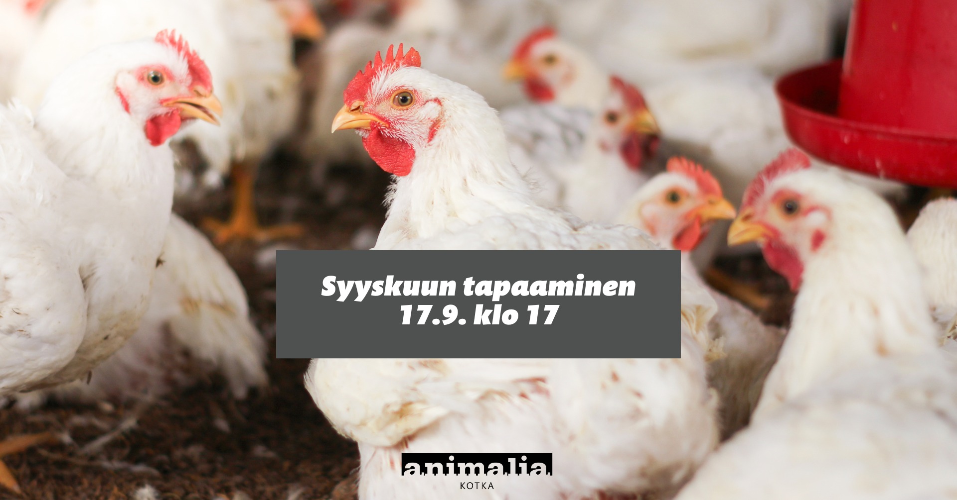 Animalia