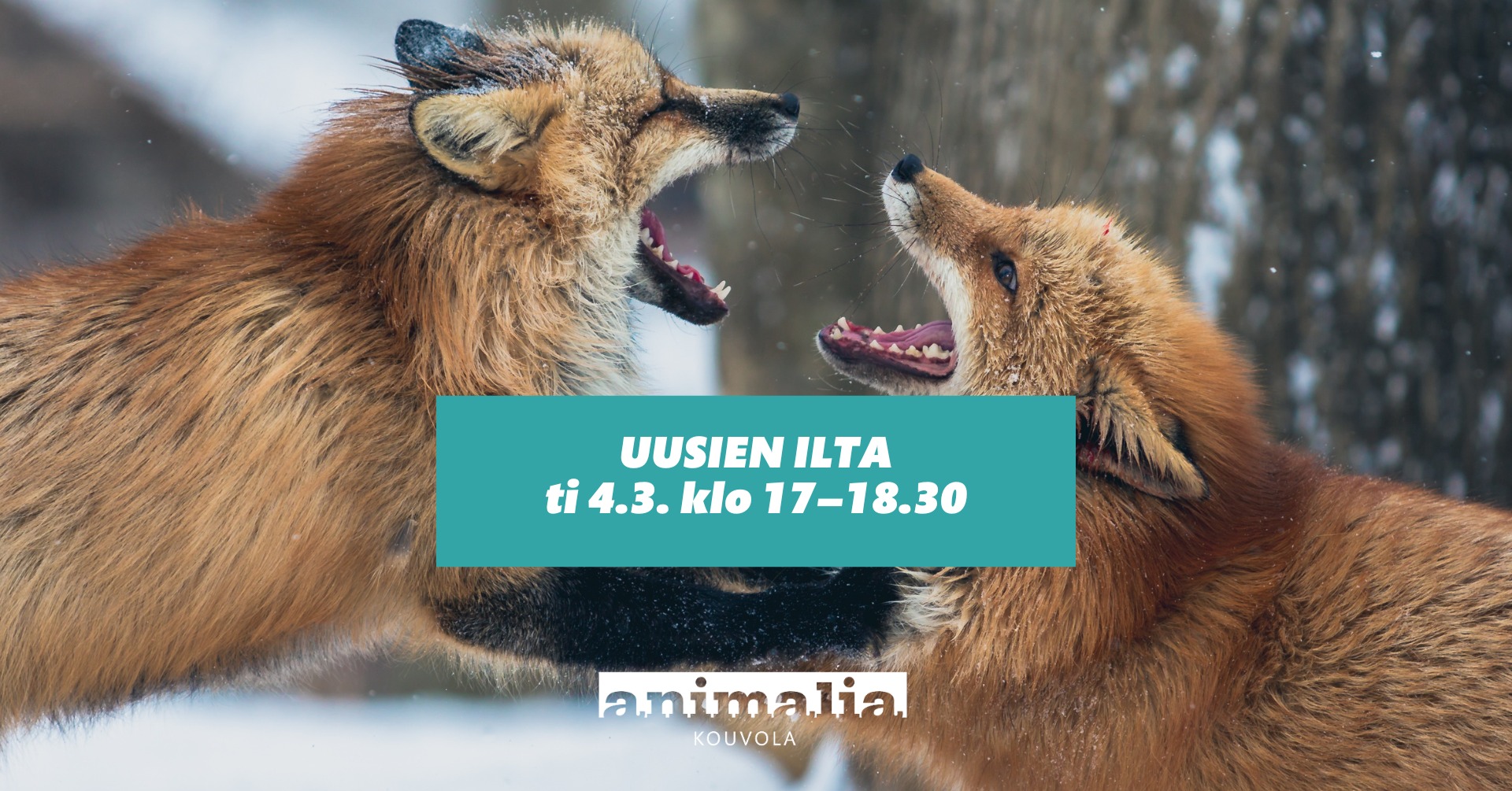 Animalia