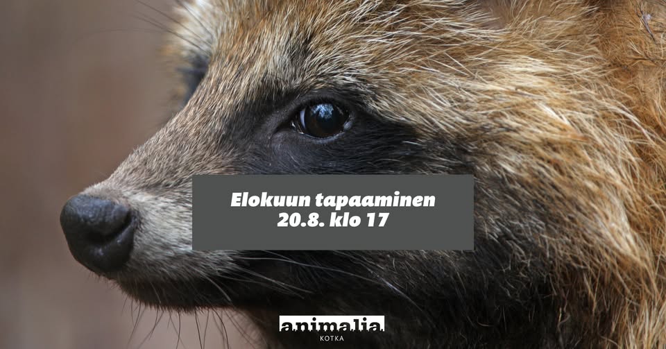 Animalia
