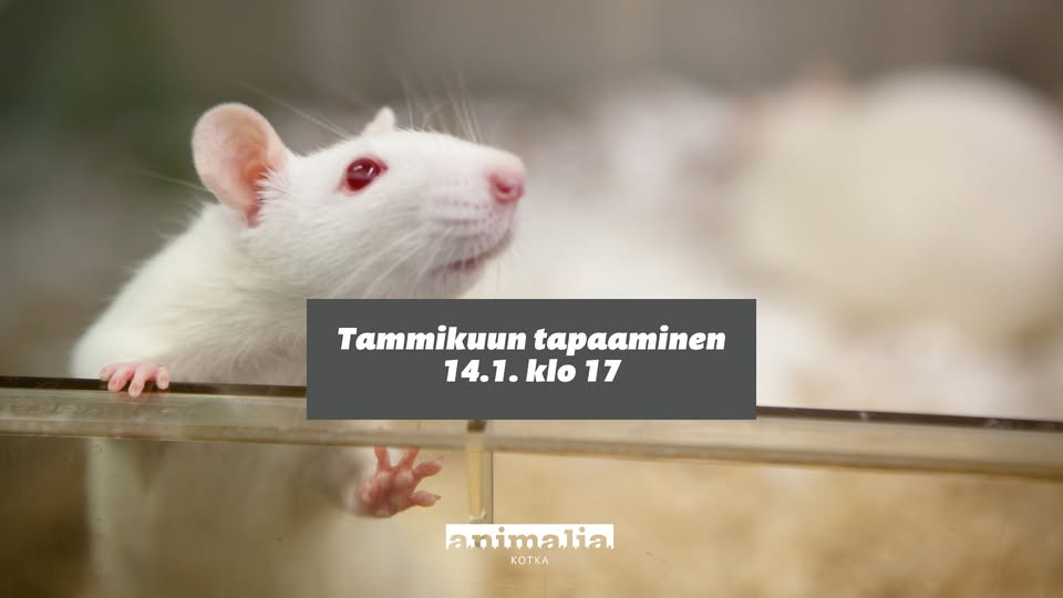 Animalia