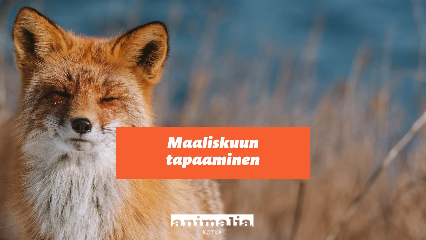 Animalia