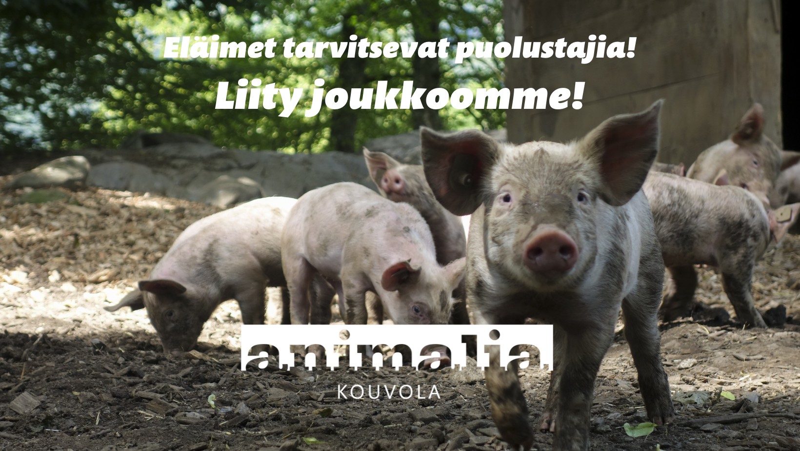 Animalia